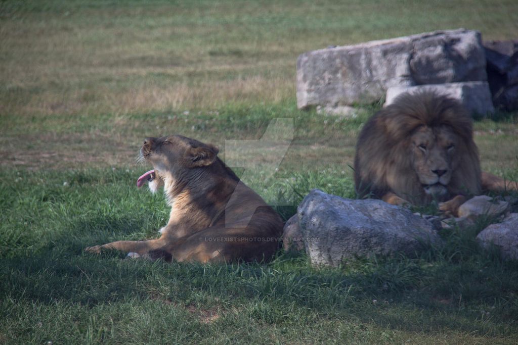 Exploring the art of the zoo tiktok trend easy home blog